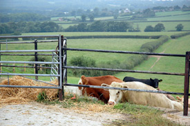 Self Catering accommodation on the Isle of Wight - Kemphill Farm, Ryde Isle of Wight